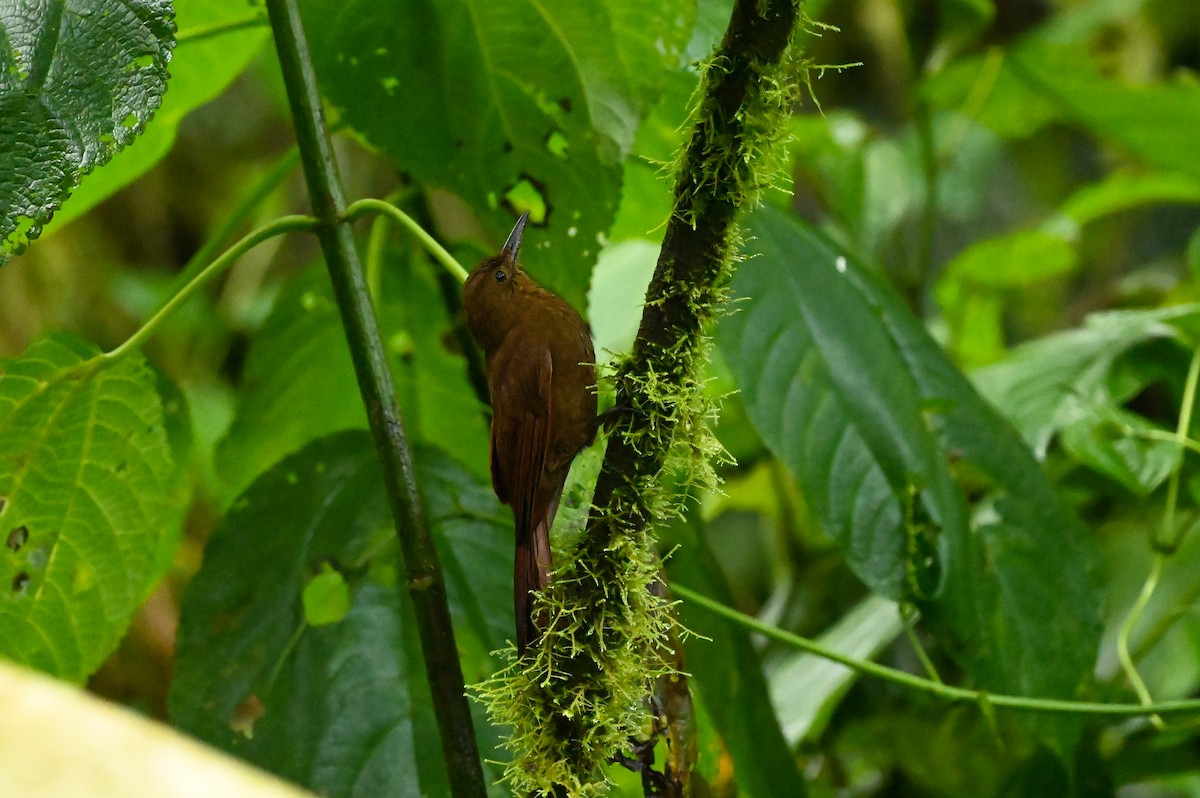 Tyrannine Woodcreeper - Dan O'Brien