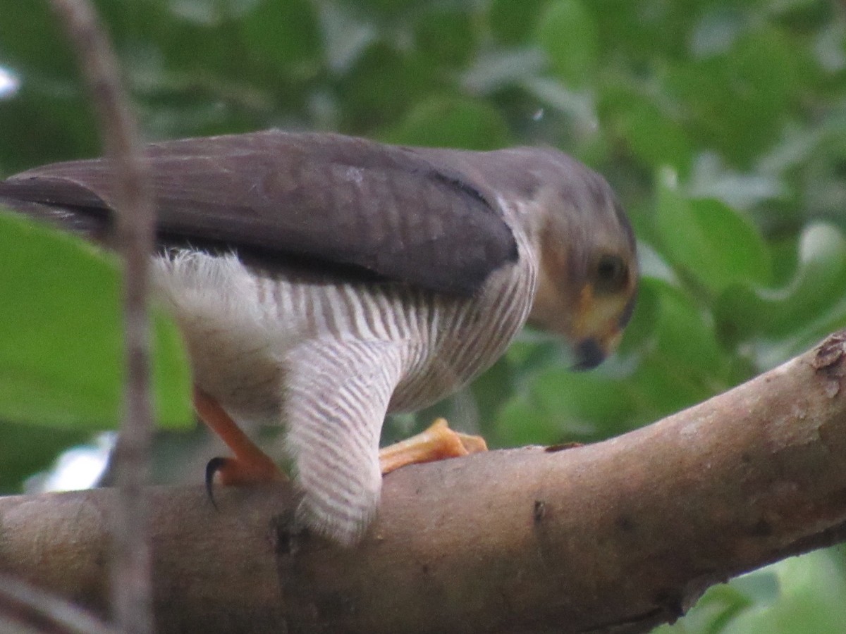 Tiny Hawk - John jairo Beltran rojas