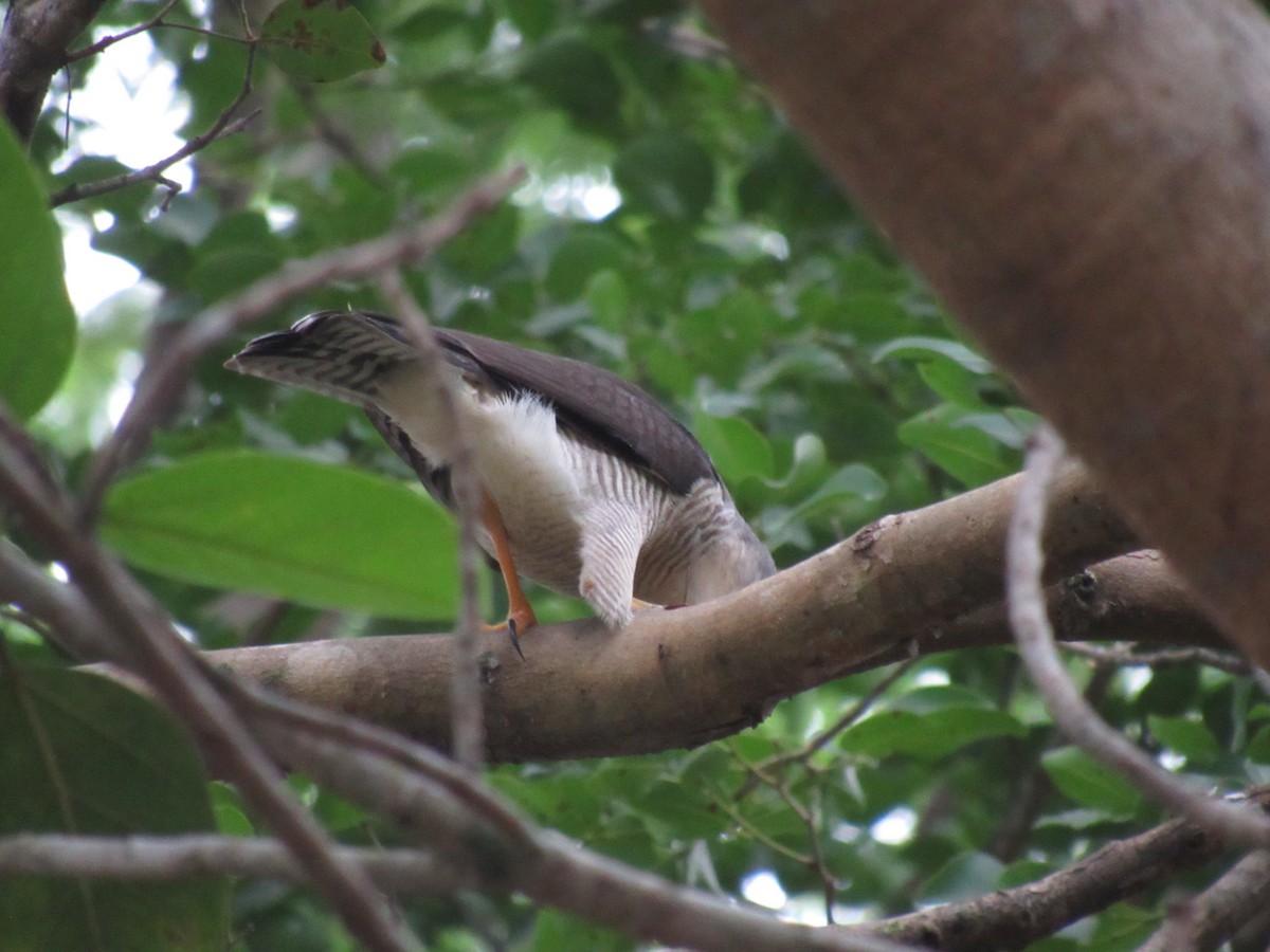 Tiny Hawk - ML616963992