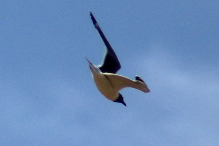 Franklin's Gull - ML616964004