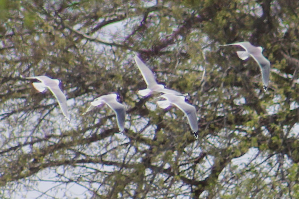 Mouette de Franklin - ML616964005