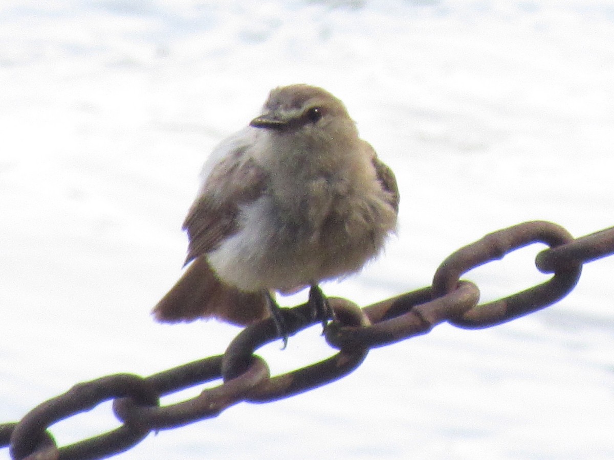 Drab Water Tyrant - ML616964042