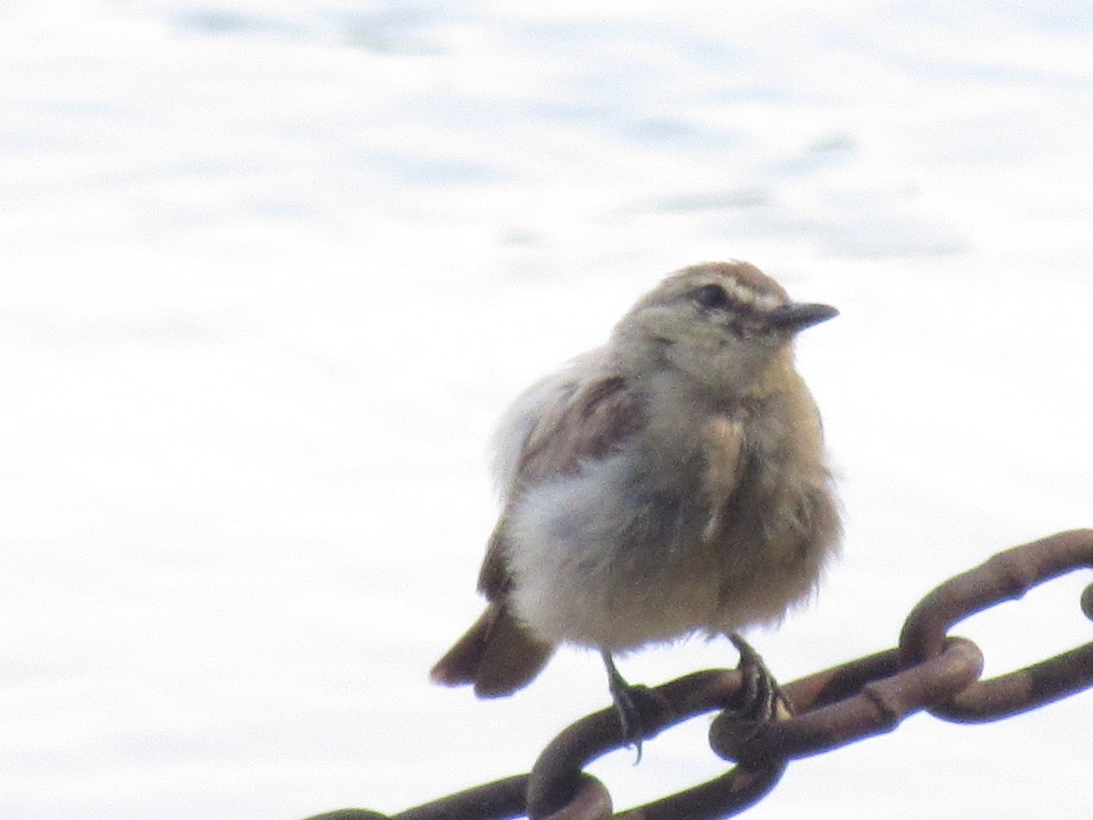 Drab Water Tyrant - ML616964051