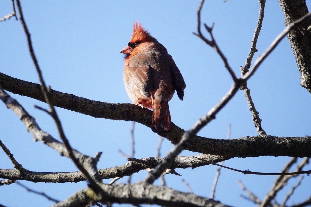 Northern Cardinal - ML616964064