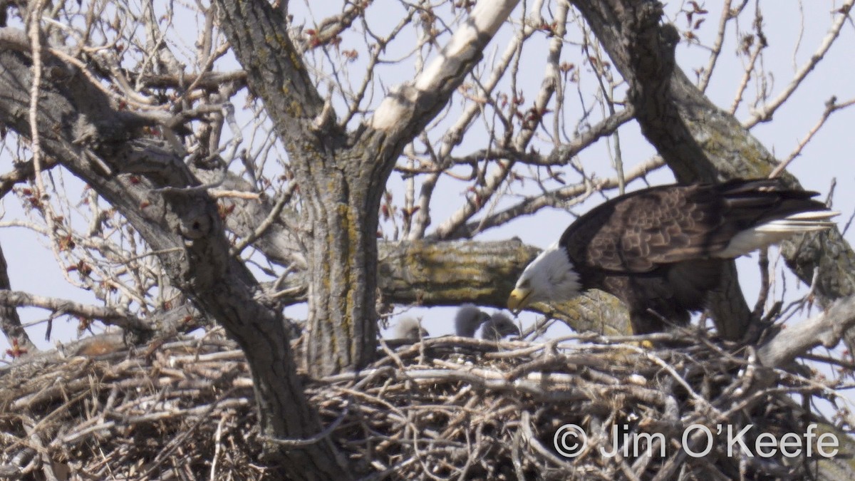 Bald Eagle - ML616964065