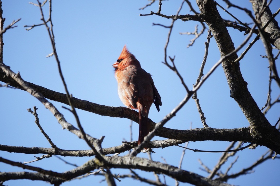 Northern Cardinal - ML616964066
