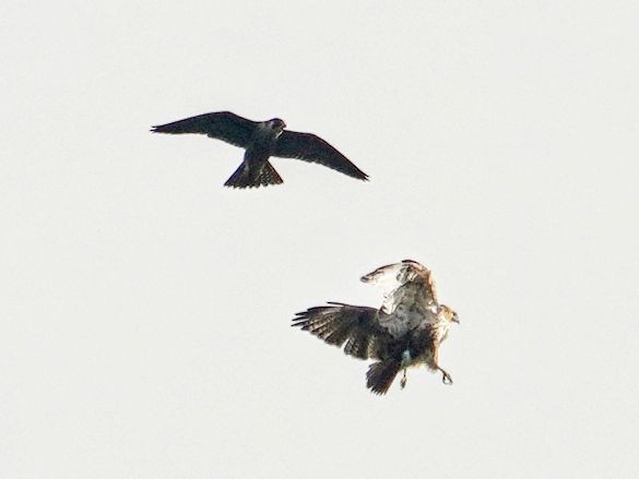 Peregrine Falcon (Tundra) - ML616964069