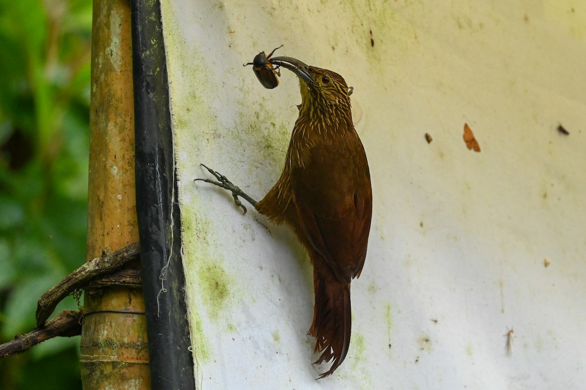 Strong-billed Woodcreeper - Dan O'Brien