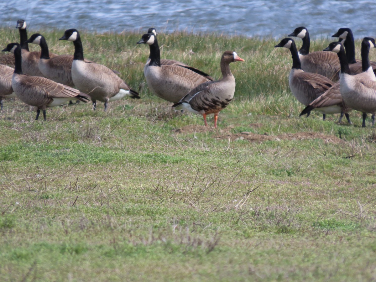 Greater White-fronted Goose - ML616964137