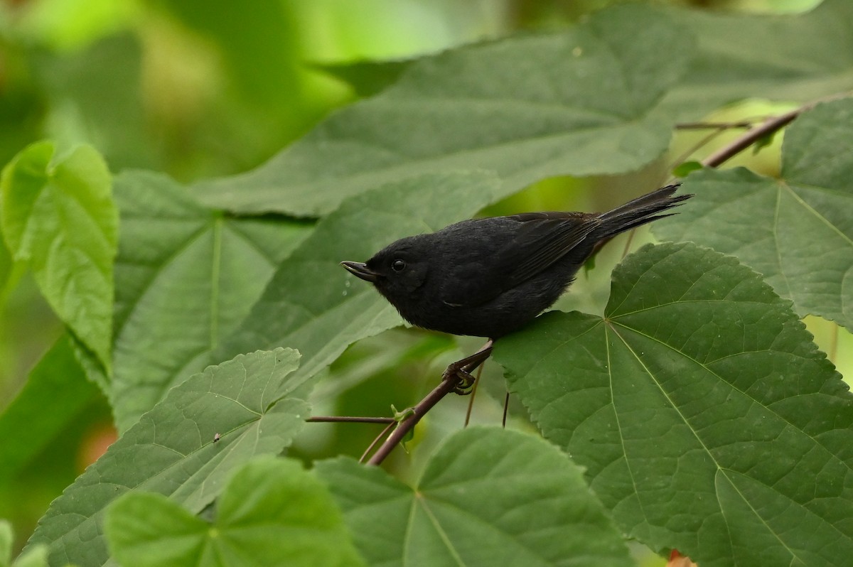 White-sided Flowerpiercer - Dan O'Brien