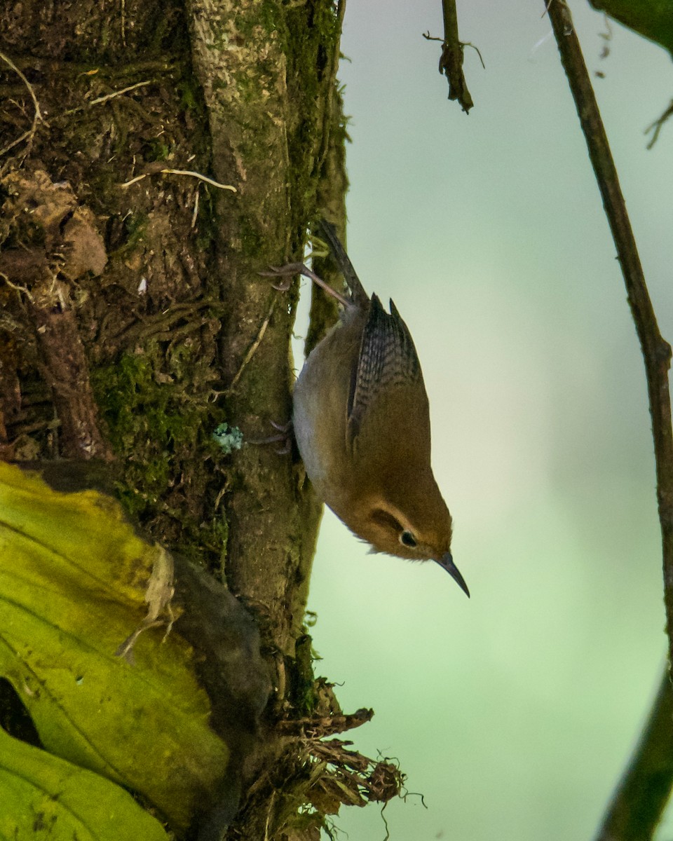 Ochraceous Wren - Larry Waddell