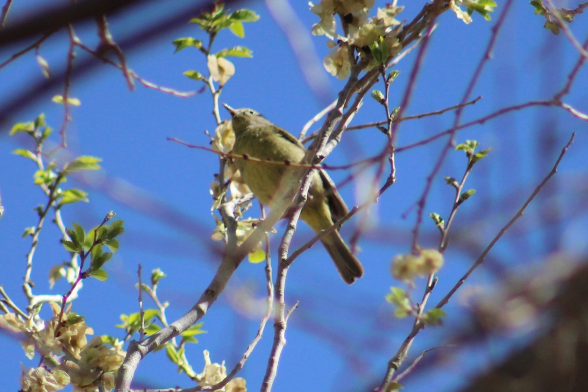 Orange-crowned Warbler - ML616964226