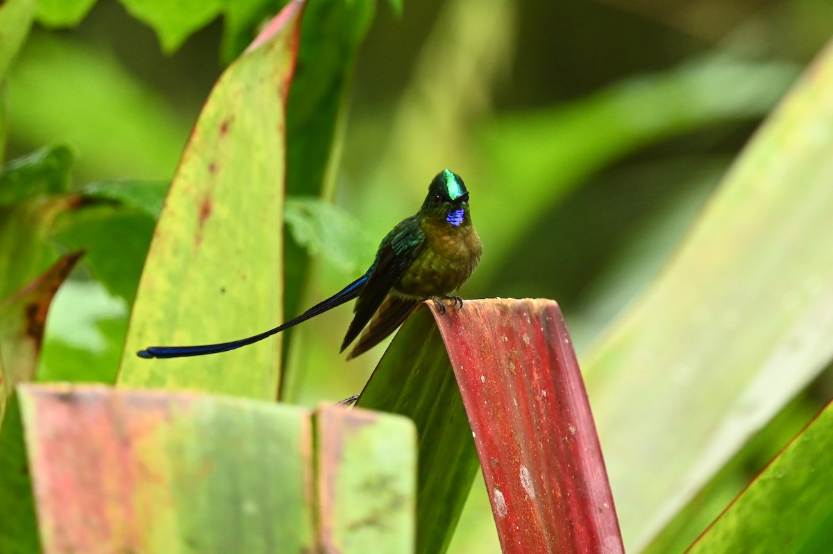 Violet-tailed Sylph - Dan O'Brien