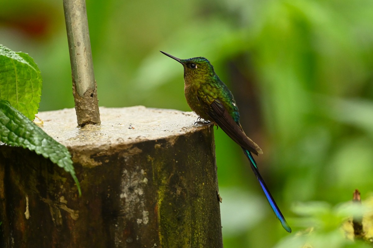 Violet-tailed Sylph - Dan O'Brien