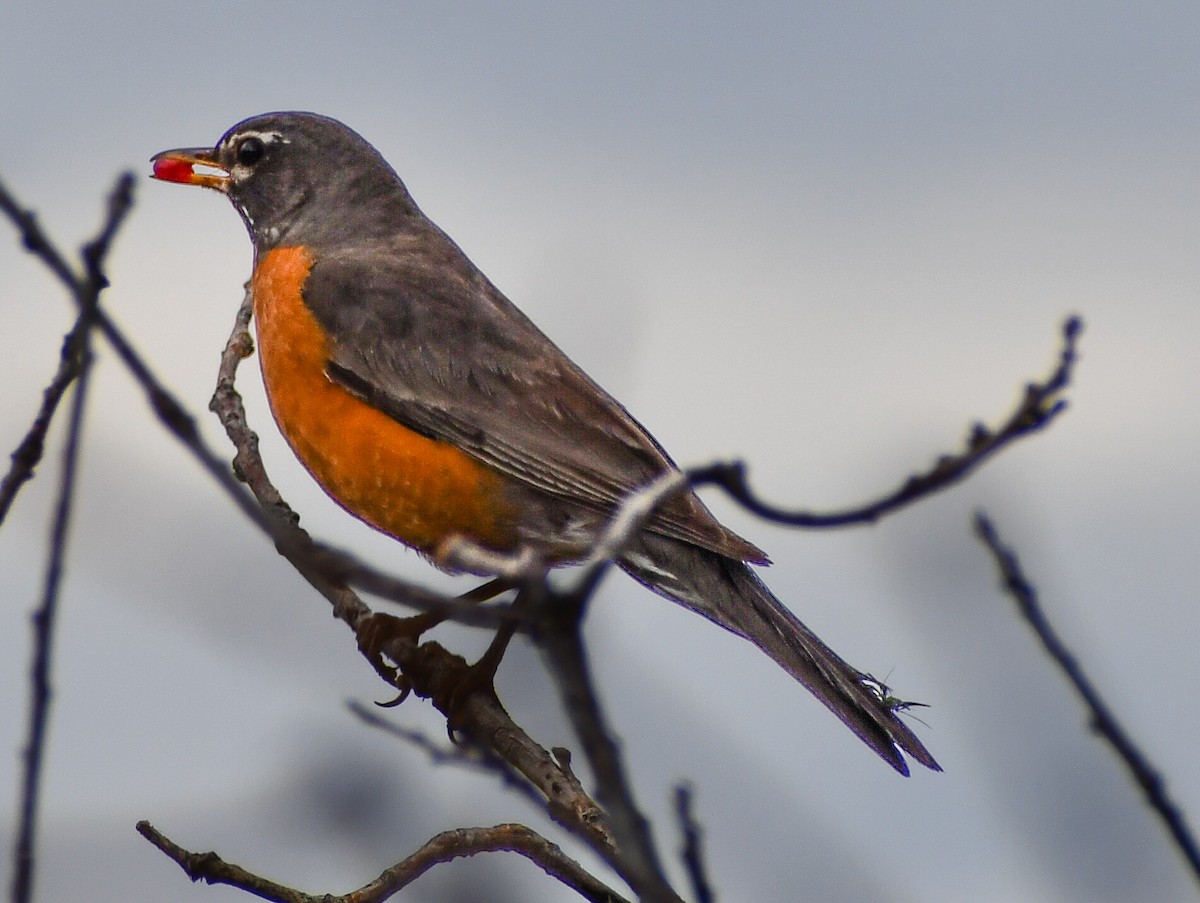 American Robin - ML616964270