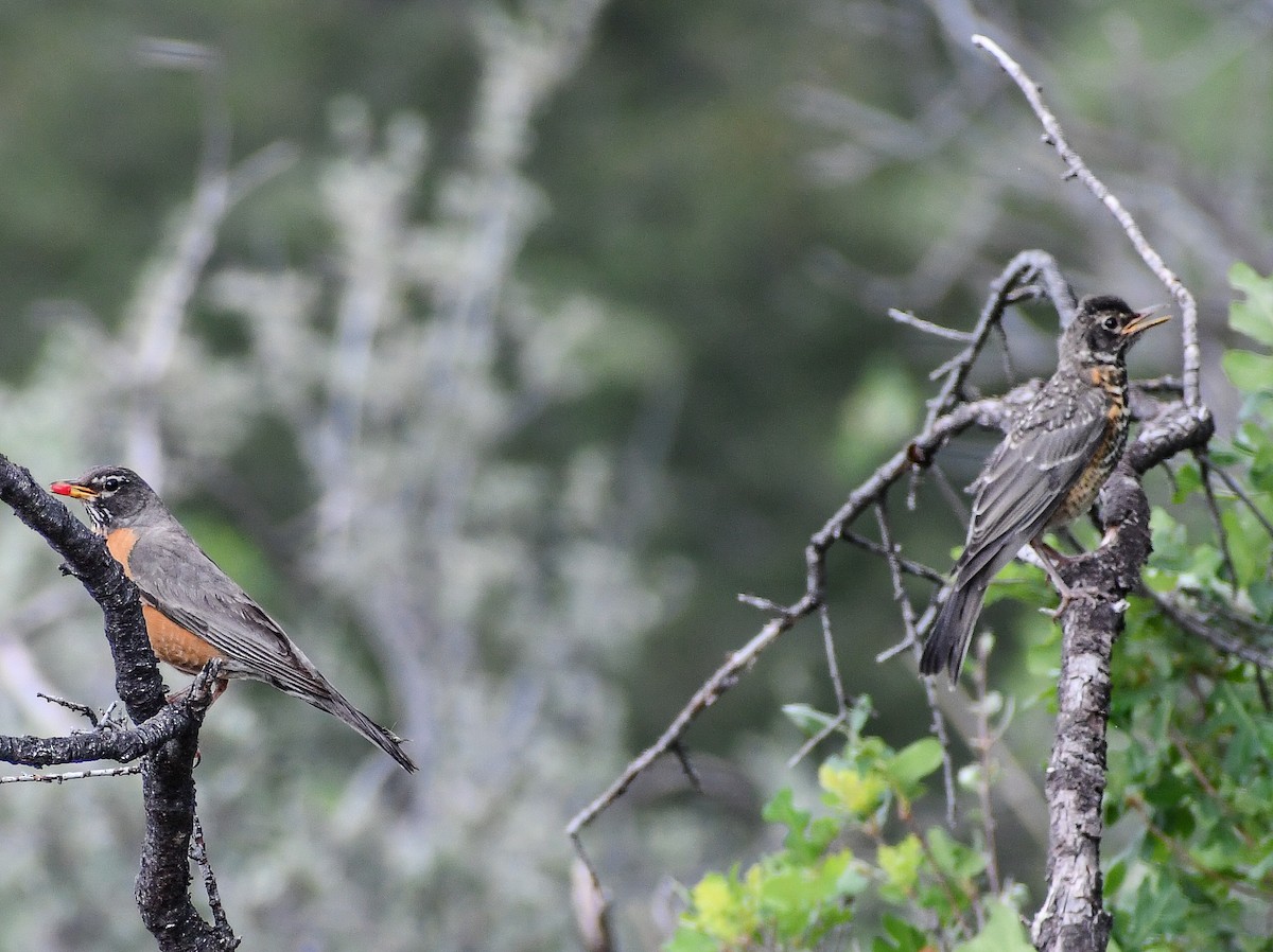 American Robin - ML616964273