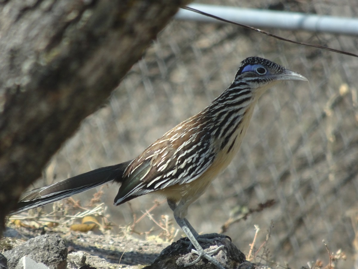 Lesser Roadrunner - ML616964302