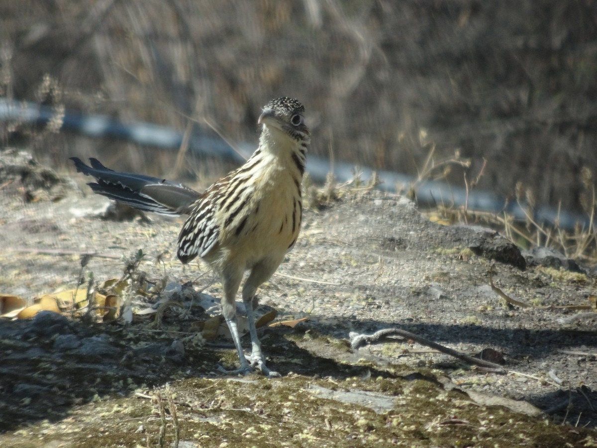 Lesser Roadrunner - ML616964303