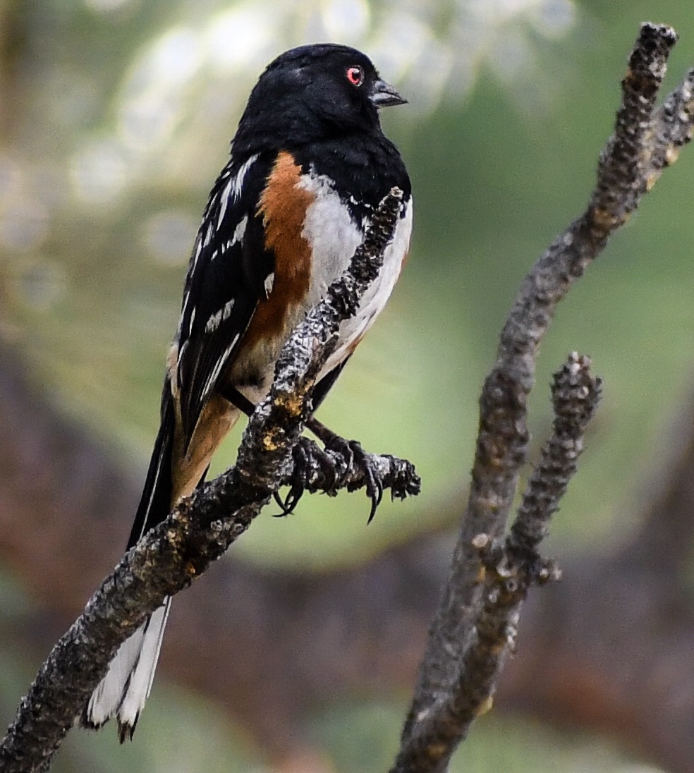 Spotted Towhee - ML616964327
