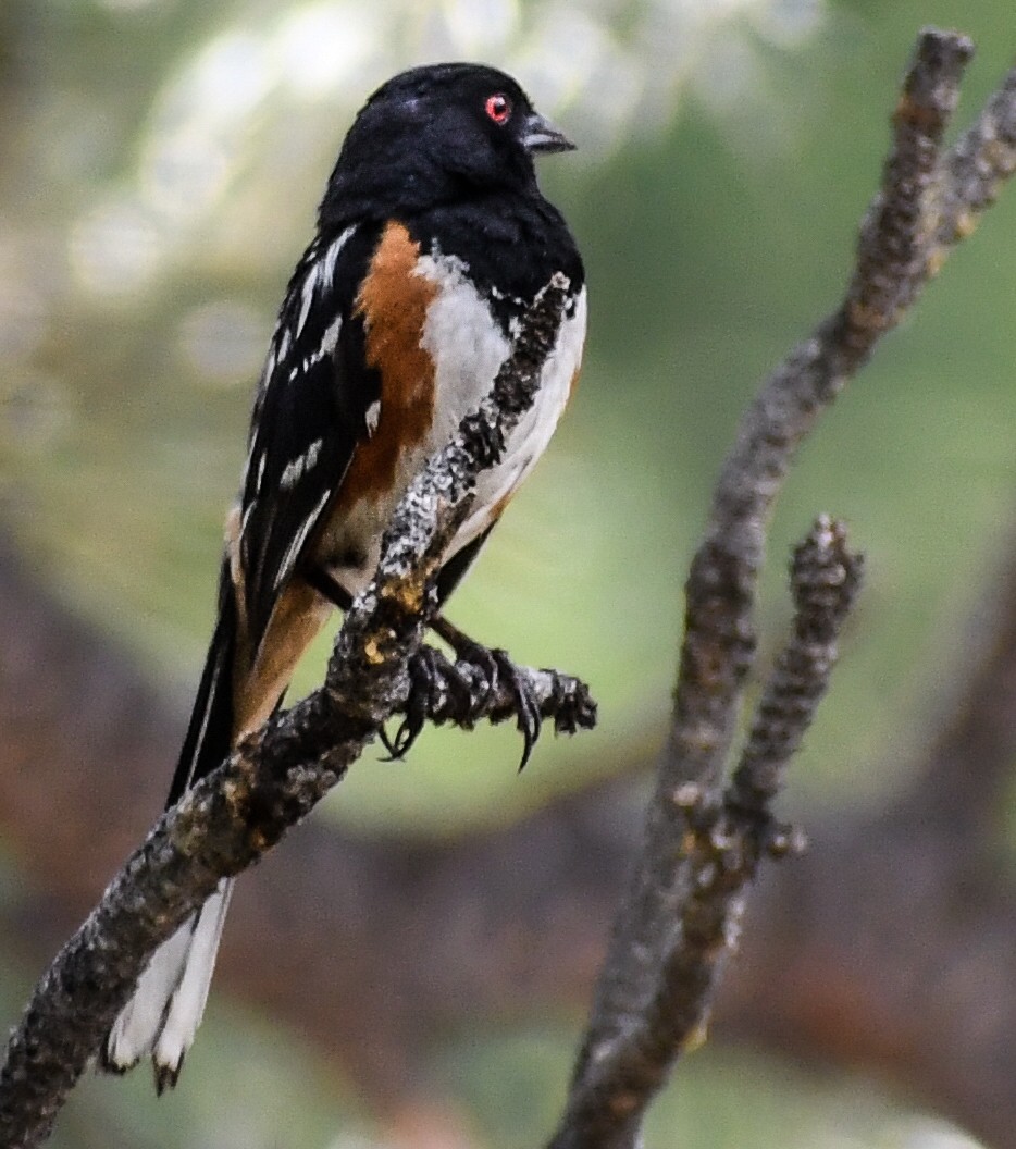 Spotted Towhee - ML616964328