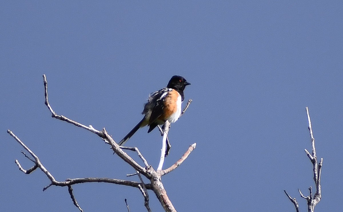 Spotted Towhee - ML616964329