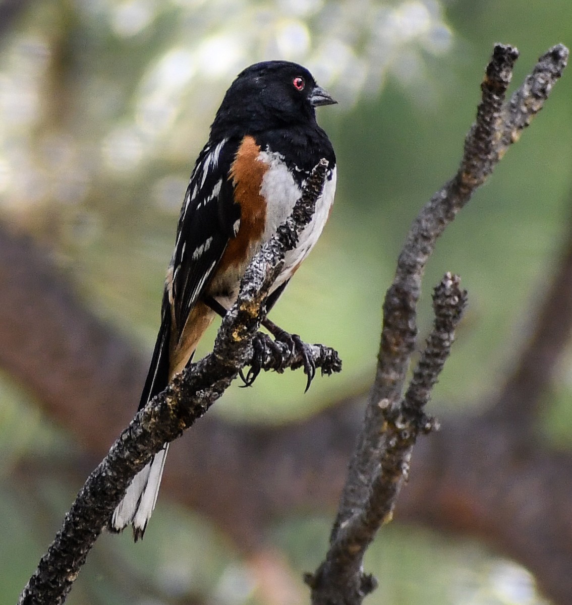 Spotted Towhee - ML616964330