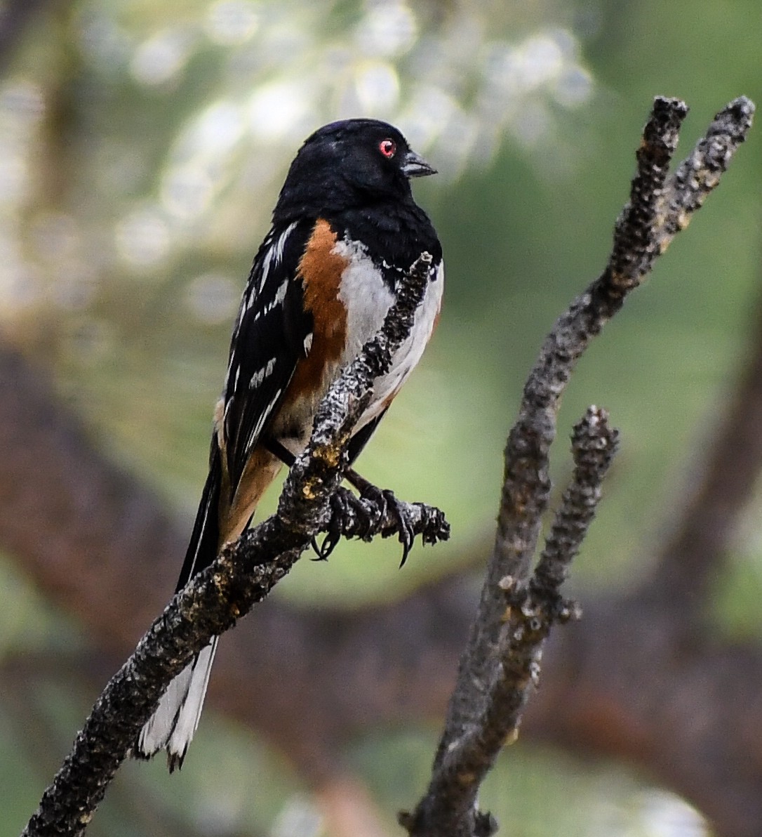 Spotted Towhee - ML616964331