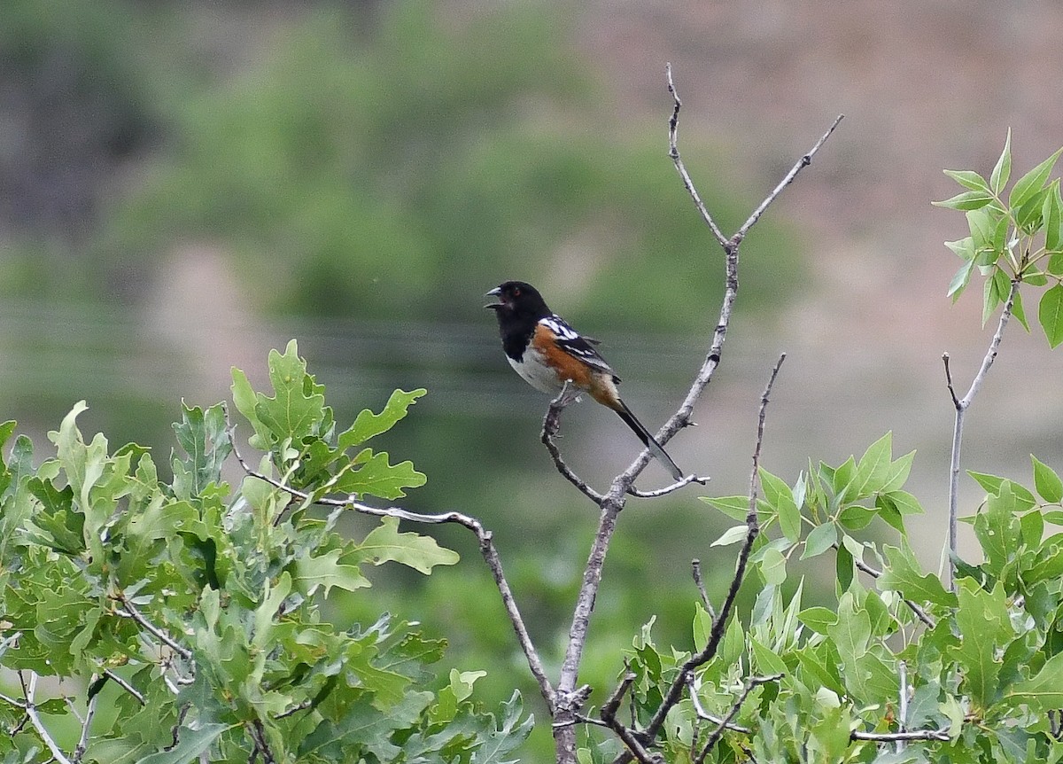 Spotted Towhee - ML616964332