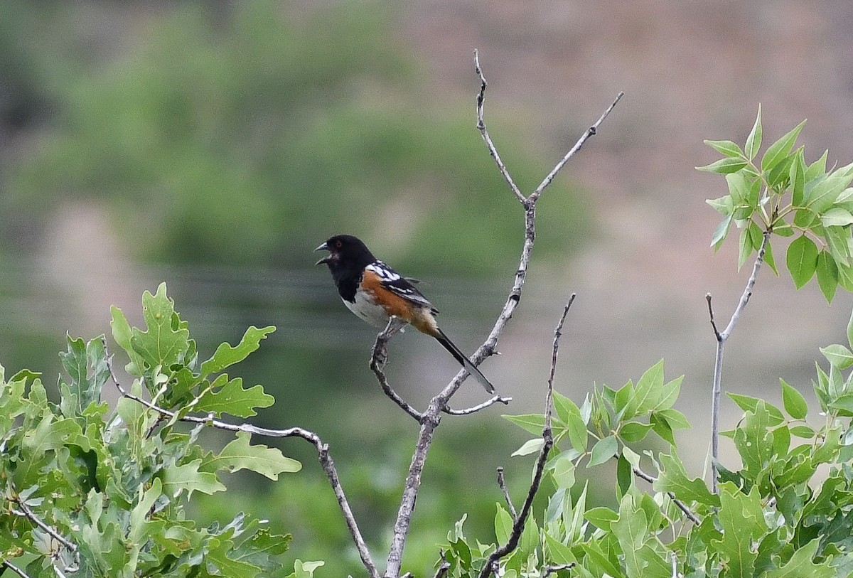 Spotted Towhee - ML616964333