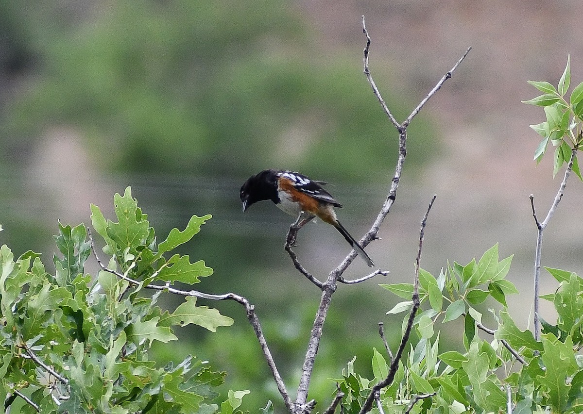 Spotted Towhee - ML616964334