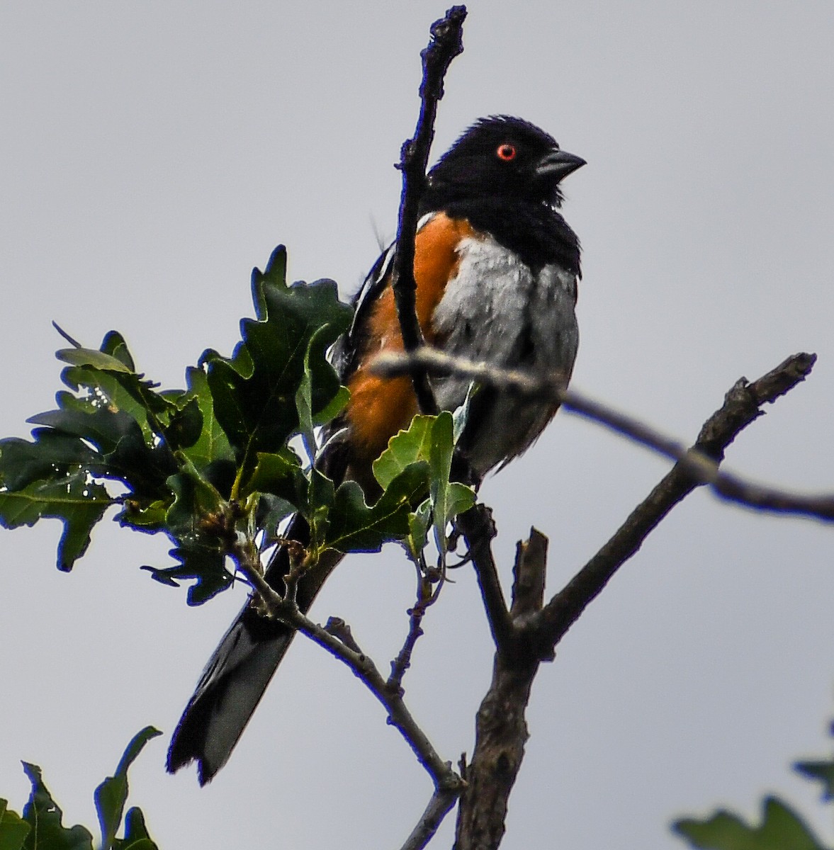 Spotted Towhee - ML616964335