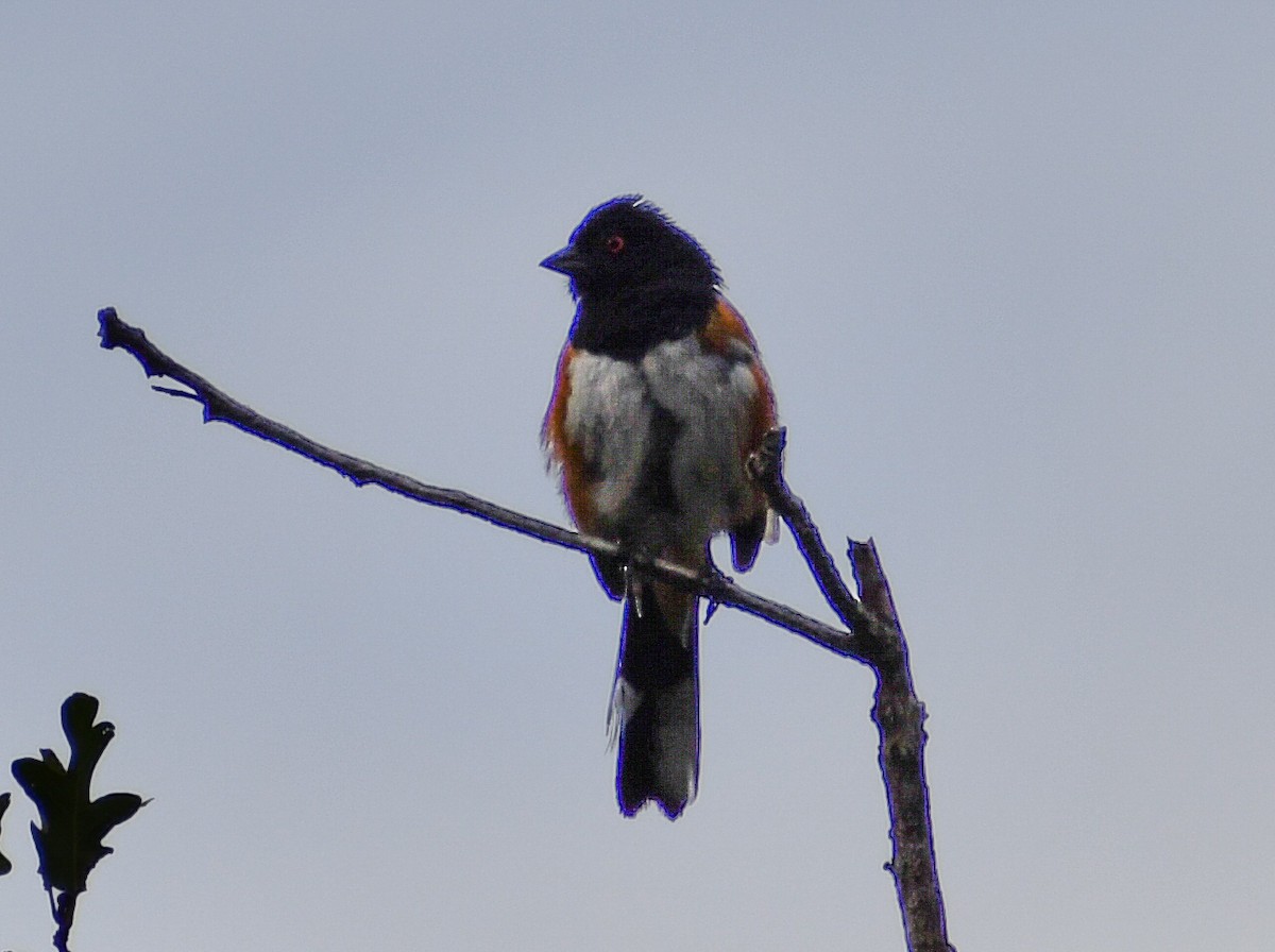 Spotted Towhee - ML616964337