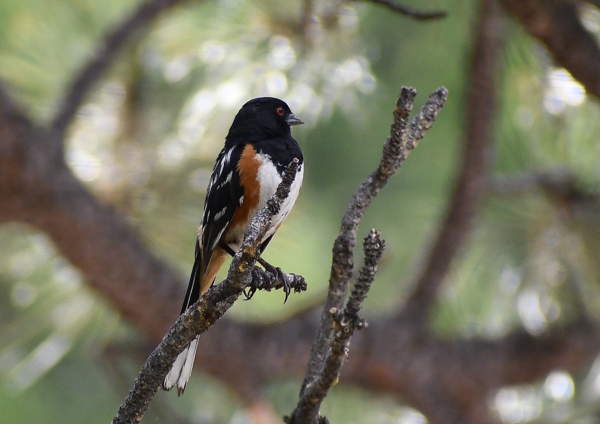 Spotted Towhee - ML616964338