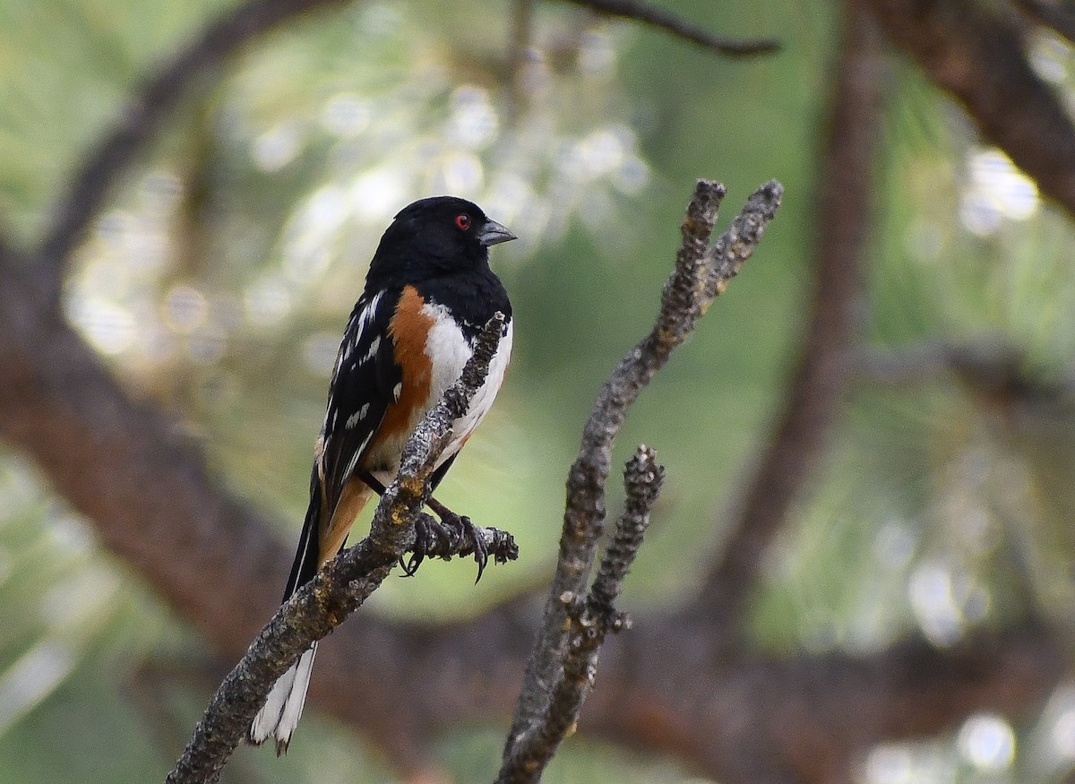 Spotted Towhee - ML616964339
