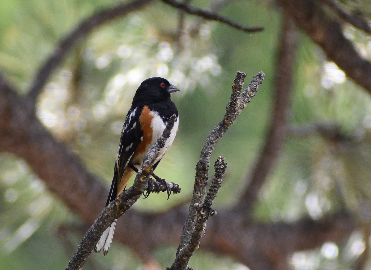 Spotted Towhee - ML616964340