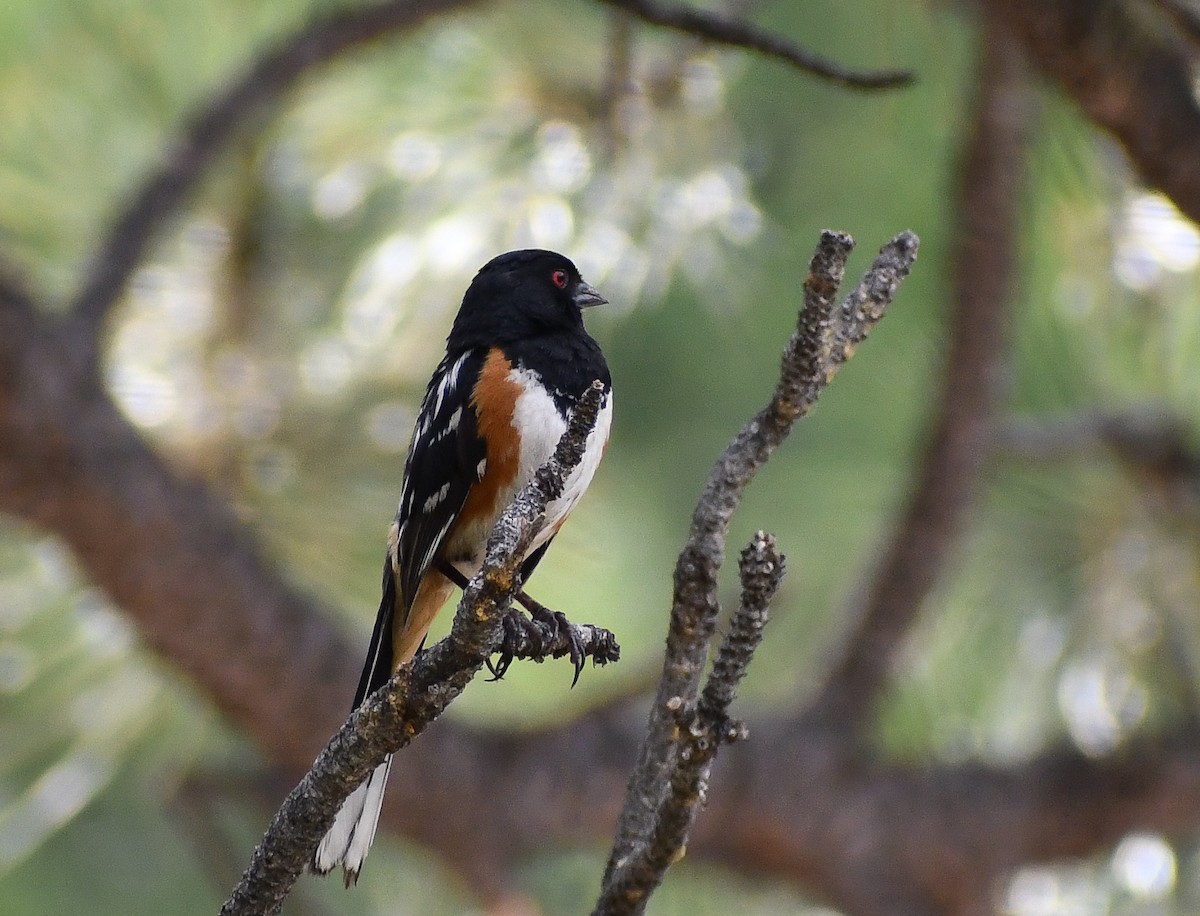 Spotted Towhee - ML616964341