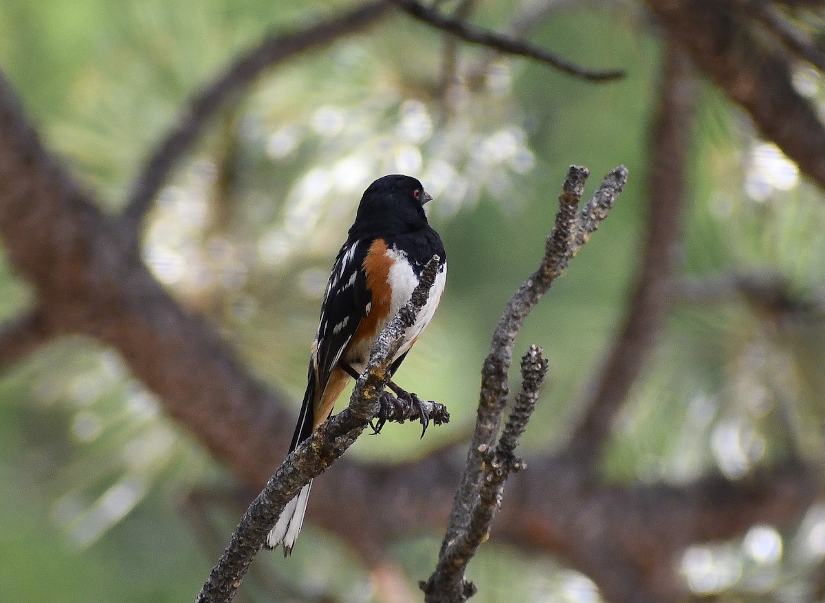 Spotted Towhee - ML616964344