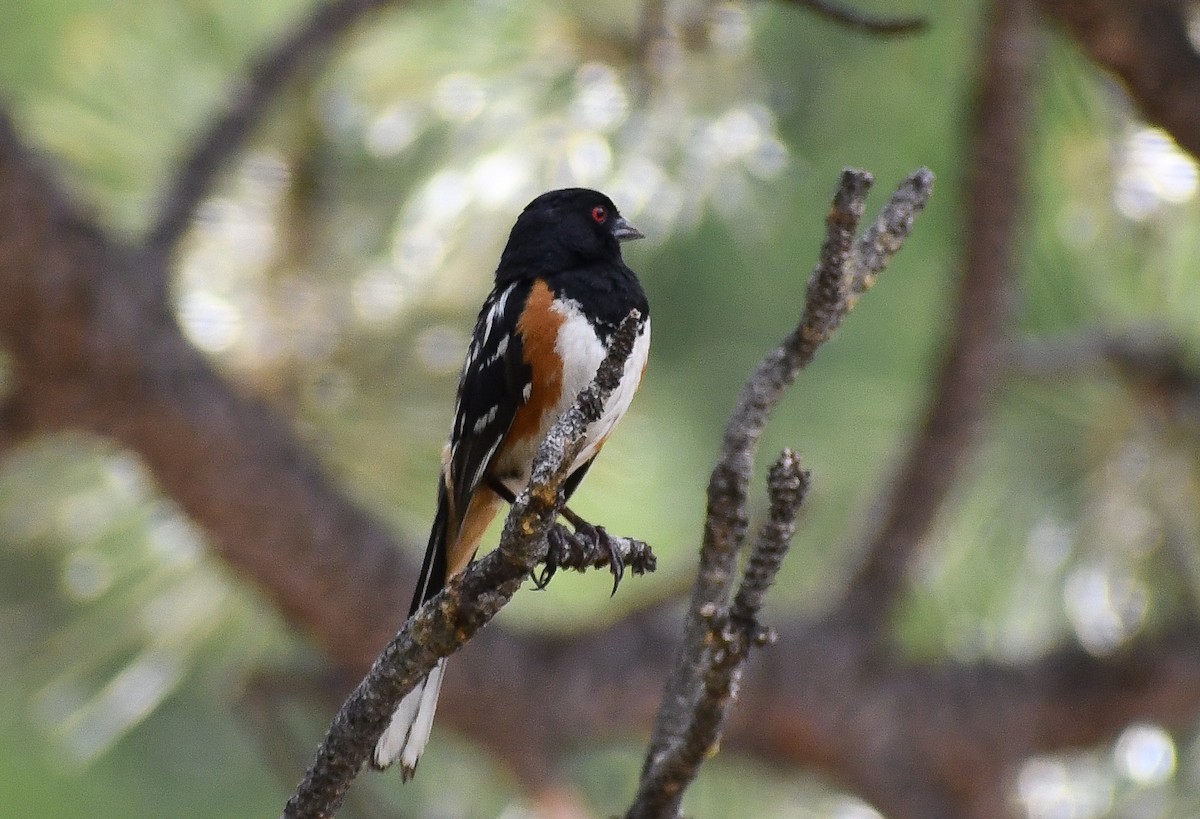 Spotted Towhee - ML616964345
