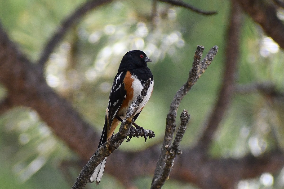 Spotted Towhee - ML616964346