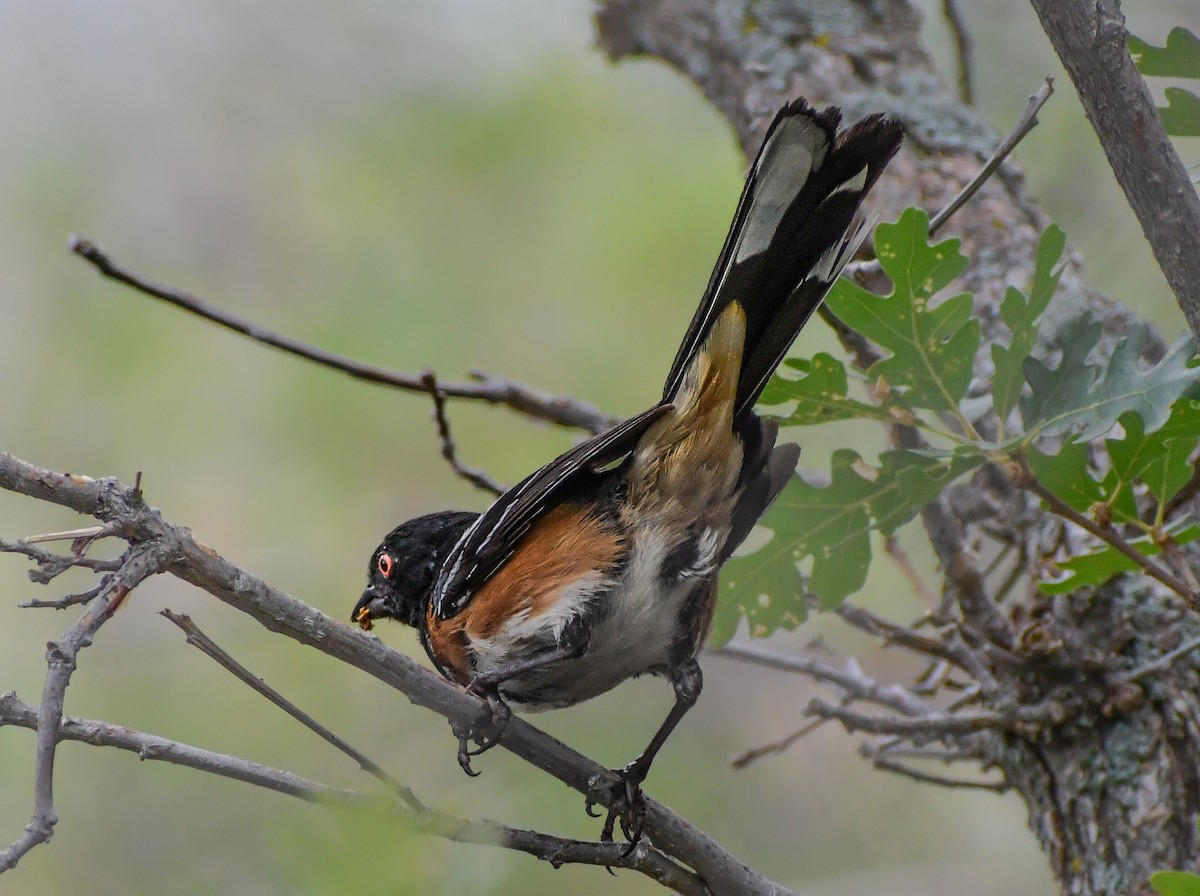 Spotted Towhee - ML616964347