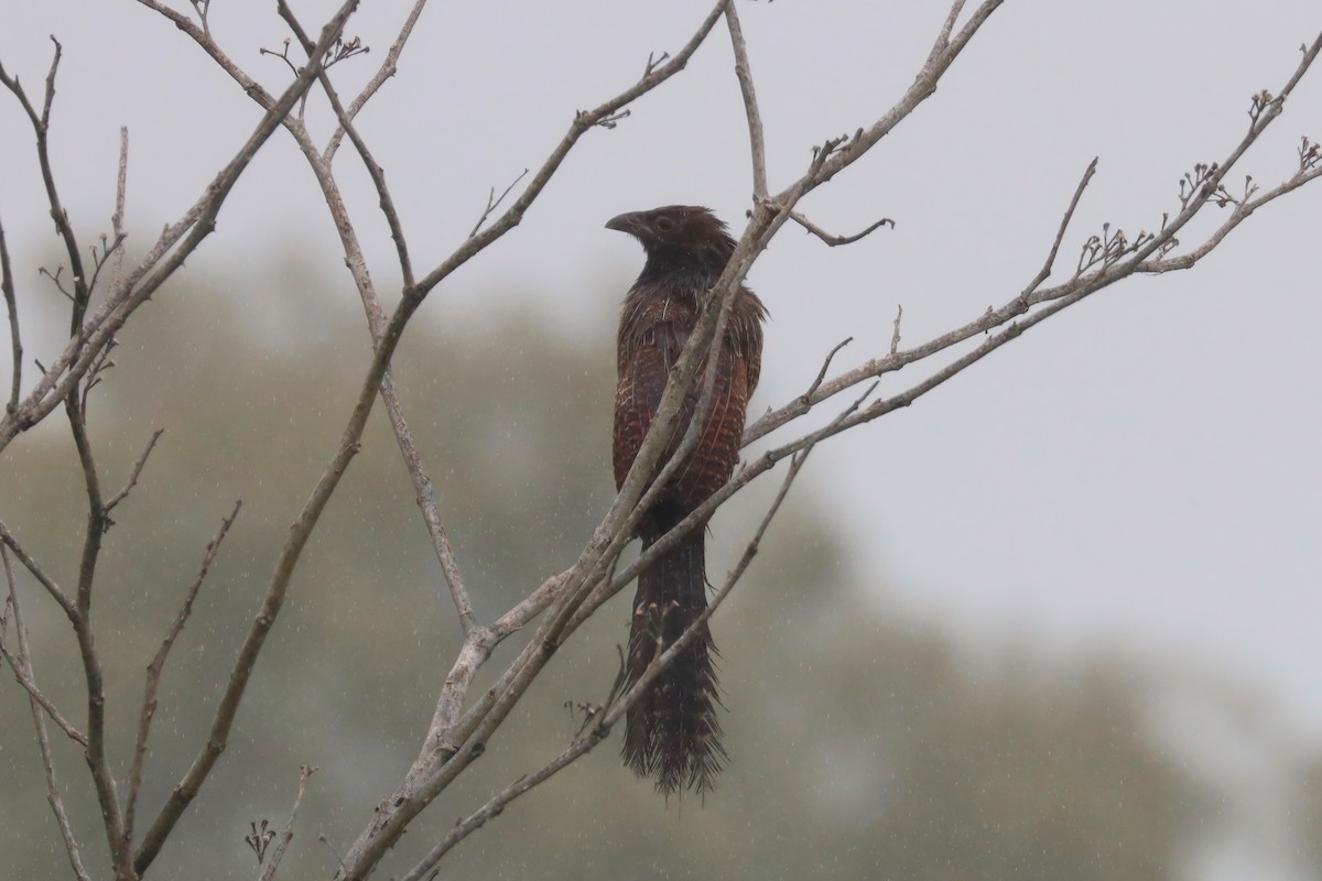 Pheasant Coucal - ML616964373