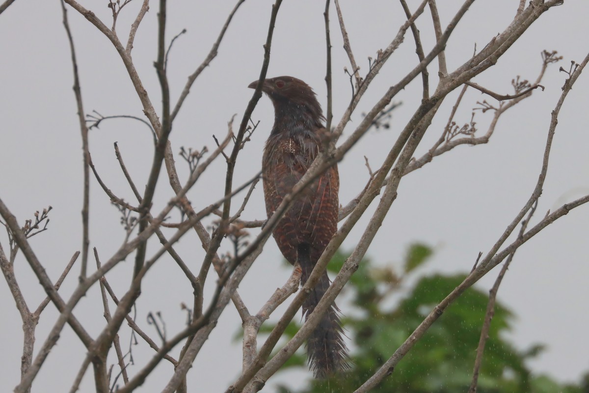 Pheasant Coucal - ML616964375