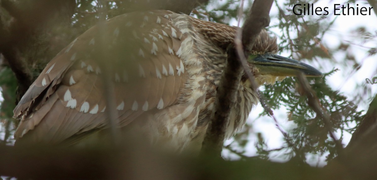 Black-crowned Night Heron - ML616964412