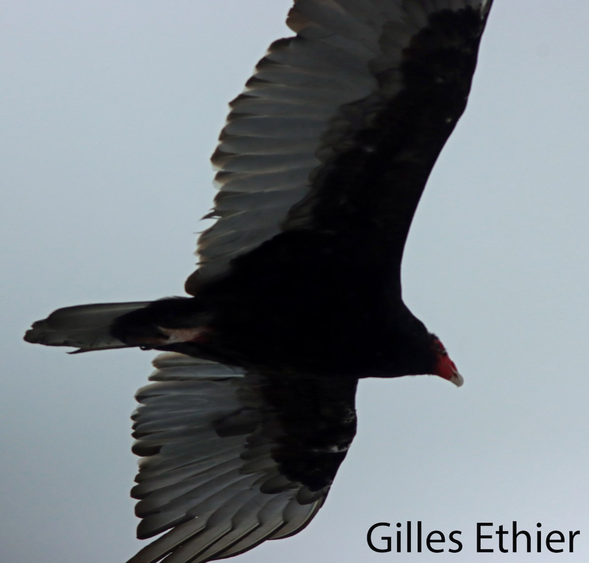 Turkey Vulture - ML616964445