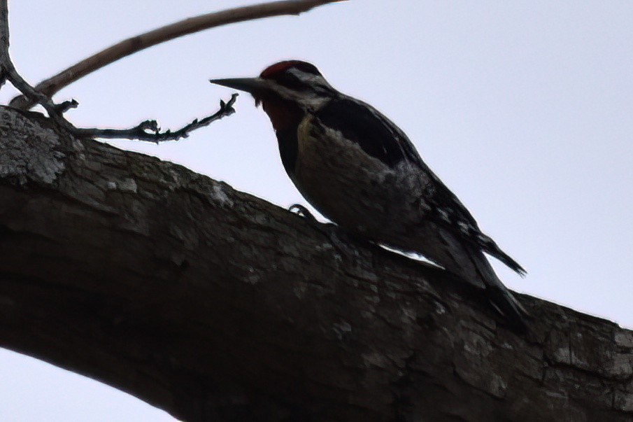 Yellow-bellied Sapsucker - ML616964480