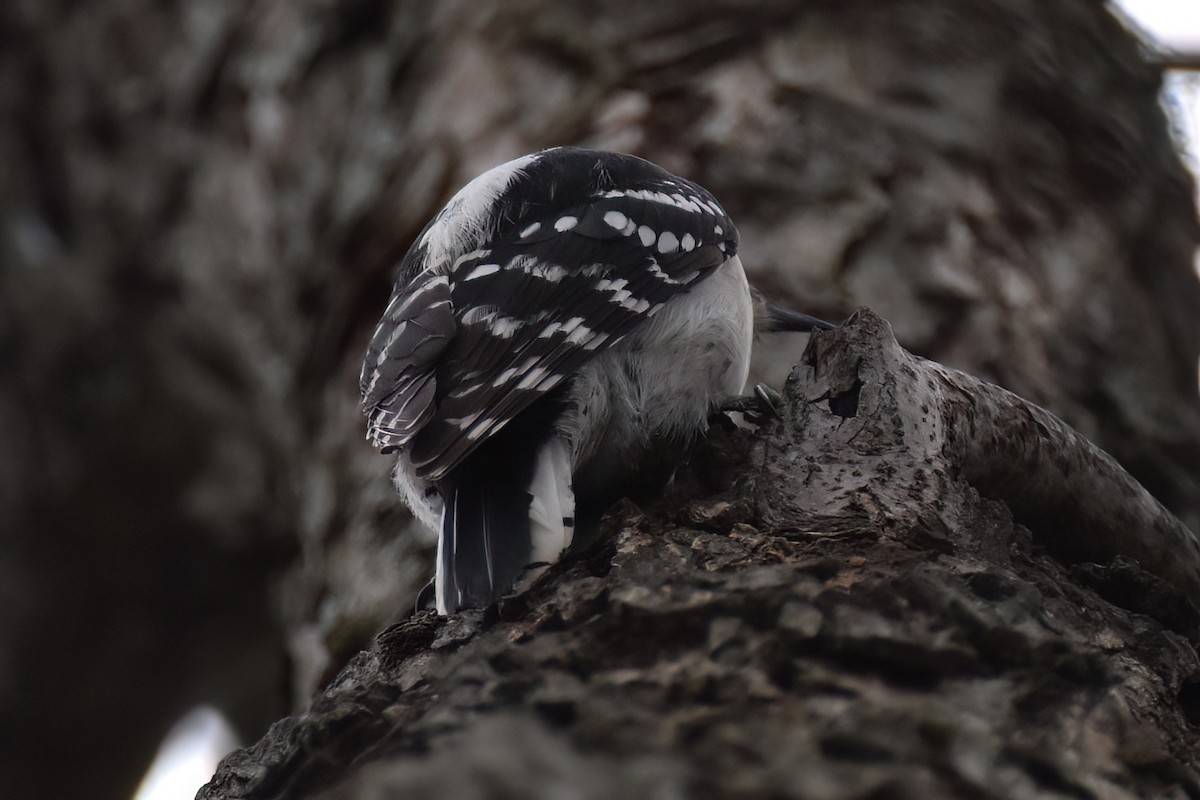 Downy Woodpecker - ML616964487