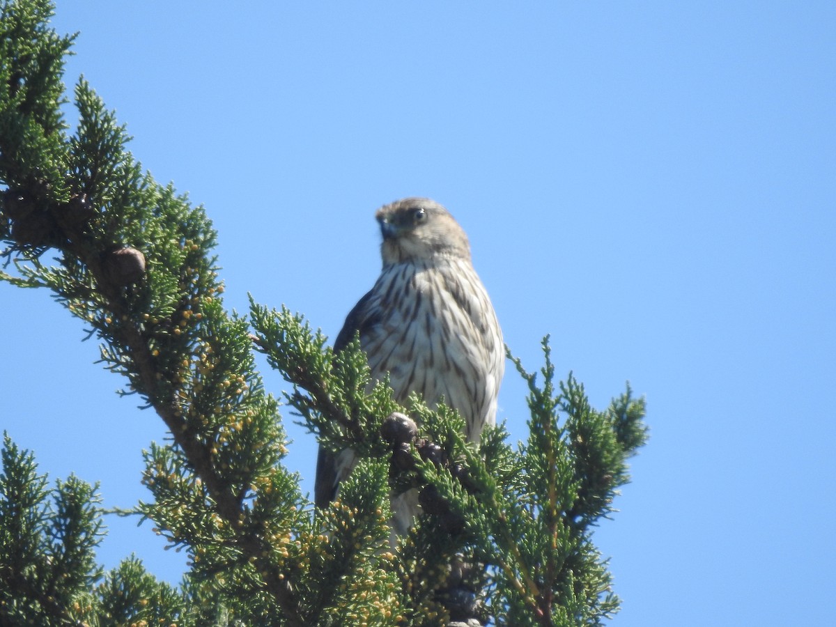 Cooper's Hawk - ML616964493