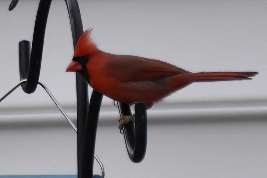 Northern Cardinal - ML616964494