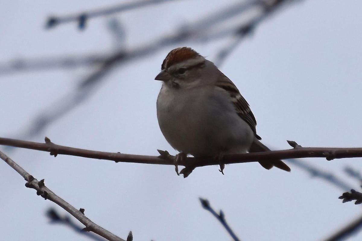 Chipping Sparrow - ML616964498