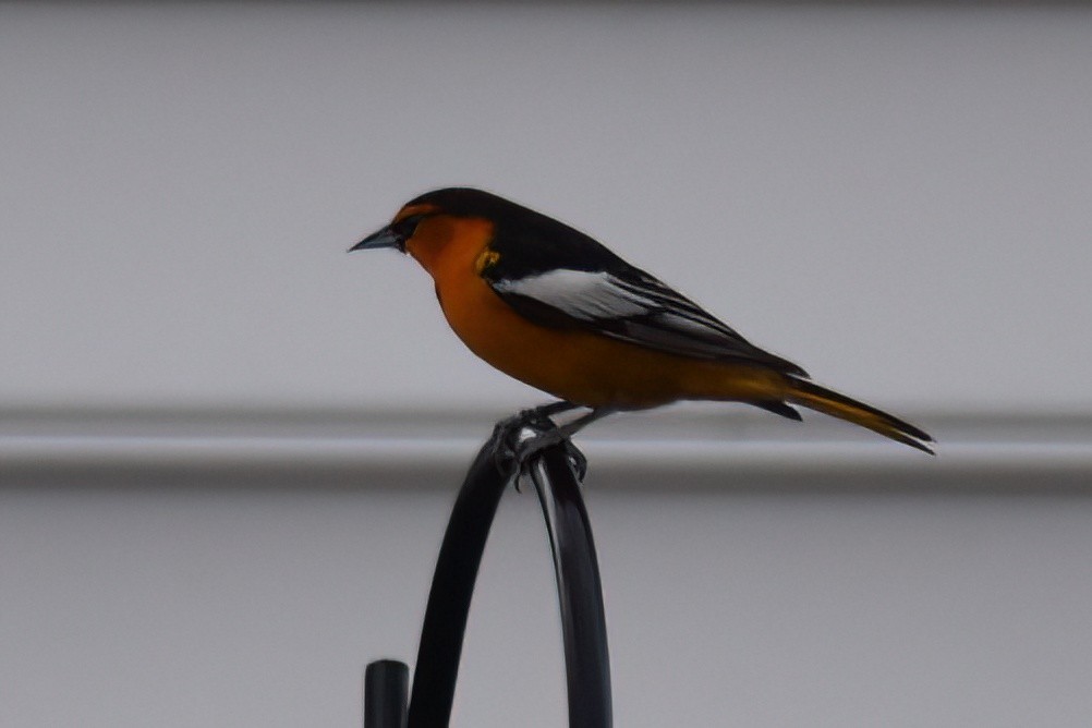 Bullock's Oriole - ML616964511